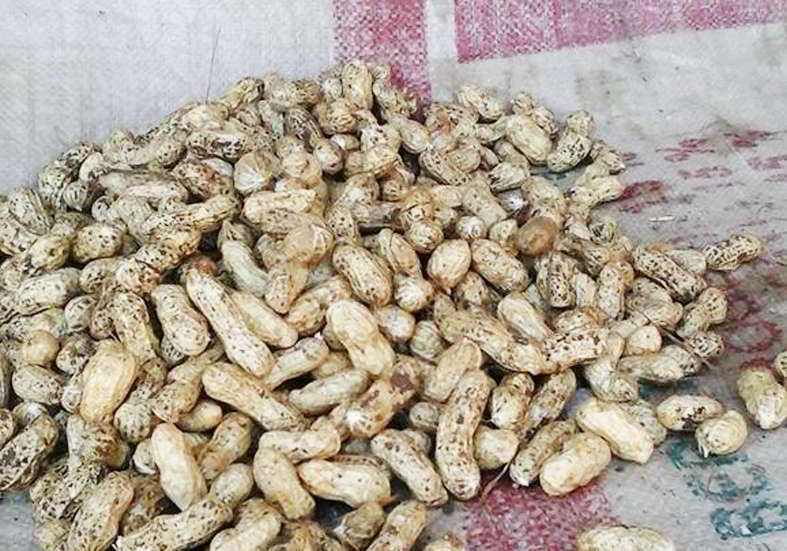 kacang tanah